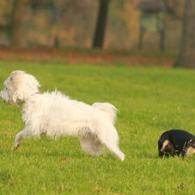 Hondenfoto van team Shadow