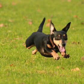 Hondenfoto van team Shadow