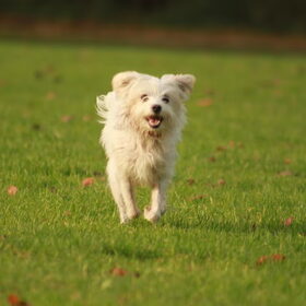 Hondenfoto van team Shadow