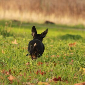 Hondenfoto van team Shadow