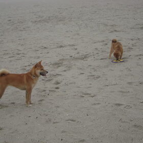 shiba's aan zee! :)
