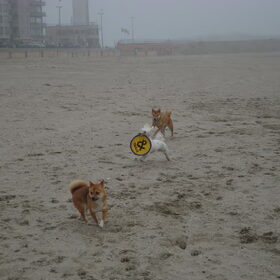 shiba's aan zee! :)