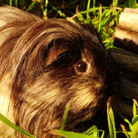 Cavia Boeffie