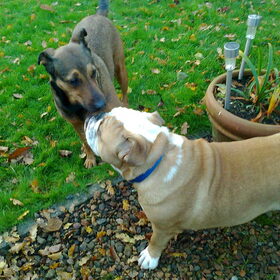 Kylie met Spike 13 nov 2011