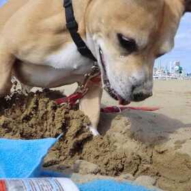 Lekker graven op het strand.