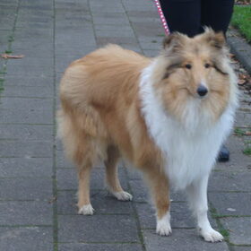 Tijdens wandeling.