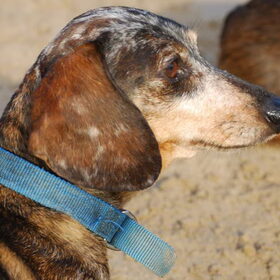 Hondenfoto van Greetje & Odie