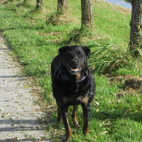 Hondenfoto van Jonne 