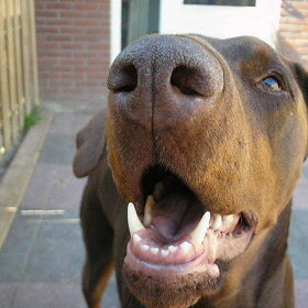 Wat mis ik mijn heerlijke bruine neus toch enorm veel!!