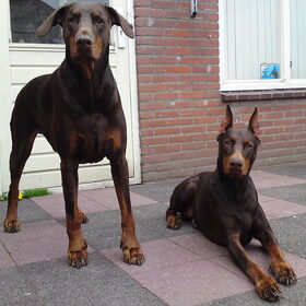 Mijn twee overleden kanjers Dico en Ziva.. Mijn allesje! Voor…