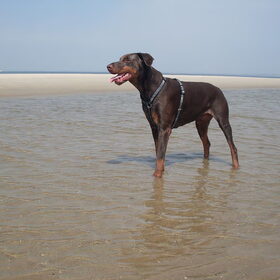 Dico, wat was hij toch altijd graag op het strand