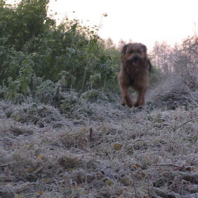 Hondenfoto van liesbeth,Turbo,Luna, Levi en Faith