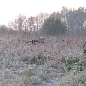 Hondenfoto van liesbeth,Turbo,Luna, Levi en Faith