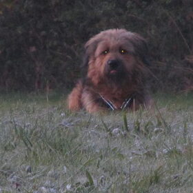 Hondenfoto van liesbeth,Turbo,Luna, Levi en Faith