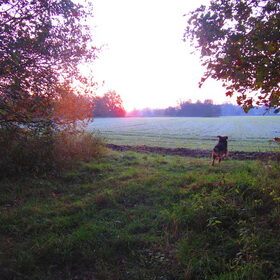 Hondenfoto van liesbeth,Turbo,Luna, Levi en Faith