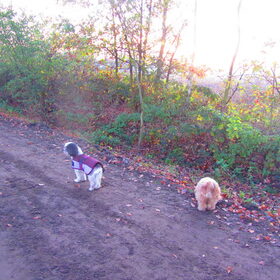 Hondenfoto van liesbeth,Turbo,Luna, Levi en Faith