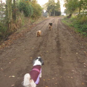 Hondenfoto van liesbeth,Turbo,Luna, Levi en Faith