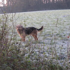 Hondenfoto van liesbeth,Turbo,Luna, Levi en Faith