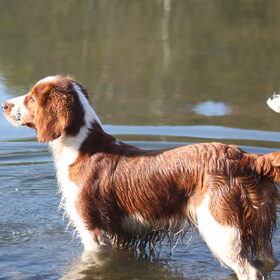 Hondenfoto van Demi - Rosie