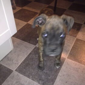Hondenfoto van kimberley,Mikey&Diva