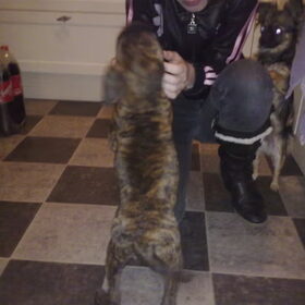 Hondenfoto van kimberley,Mikey&Diva