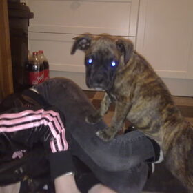 Hondenfoto van kimberley,Mikey&Diva