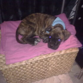 Hondenfoto van kimberley,Mikey&Diva