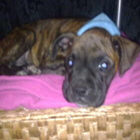 Hondenfoto van kimberley,Mikey&Diva