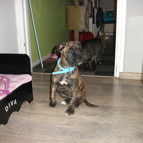 Hondenfoto van kimberley,Mikey&Diva