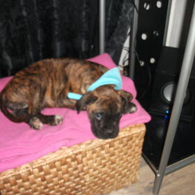 Hondenfoto van kimberley,Mikey&Diva