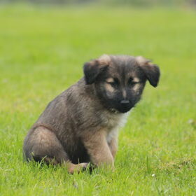 Hondenfoto van team Shadow