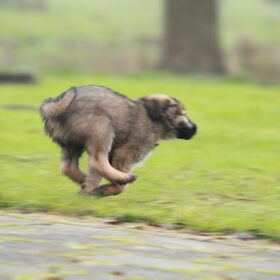 Hondenfoto van team Shadow