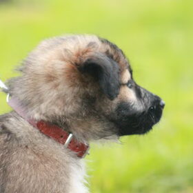 Hondenfoto van team Shadow