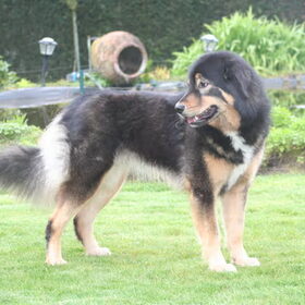 Hondenfoto van http://www.do-khyi-jinadhara.be