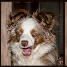 Hondenfoto van Hetty & Skipper