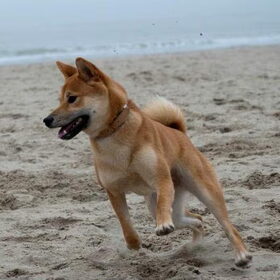 Kenai aan zee