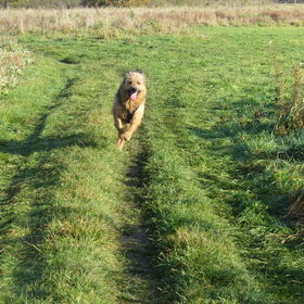 Hondenfoto van liesbeth,Turbo,Luna, Levi en Faith