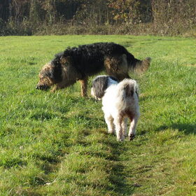 Hondenfoto van liesbeth,Turbo,Luna, Levi en Faith