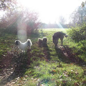 Hondenfoto van liesbeth,Turbo,Luna, Levi en Faith
