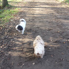 Hondenfoto van liesbeth,Turbo,Luna, Levi en Faith