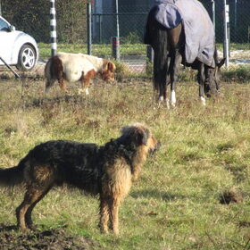 Hondenfoto van liesbeth,Turbo,Luna, Levi en Faith