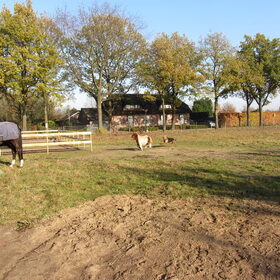 Levi zit achter Little King aan.