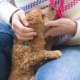 Lief