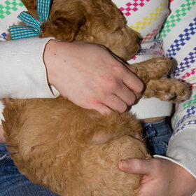 In slaap op schoot