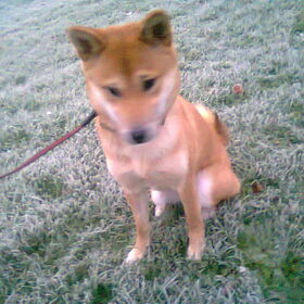 Kenai in het bevroren gras :)