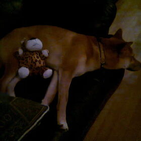 Kenai met haar knuffel!