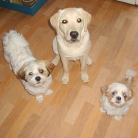Sammy, Lana en Deva