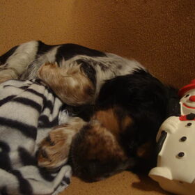 Harley als pup