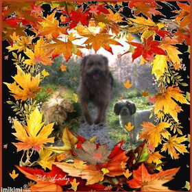Hondenfoto van liesbeth,Turbo,Luna, Levi en Faith