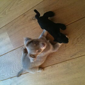 jessie is gek op deze panter, ze sleept haar overal mee naar toe.